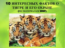 Презентация 10 интересных фактов об амурском тигре и его охране