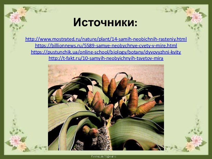 Источники: http://www.mostrated.ru/nature/plant/14-samih-neobichnih-rasteniy.htmlhttps://billionnews.ru/5589-samye-neobychnye-cvety-v-mire.htmlhttps://pustunchik.ua/online-school/biology/botany/dyvovyzhni-kvity http://t-fakt.ru/10-samyih-neobyichnyih-tsvetov-mira