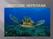 Презентация Морские черепахи