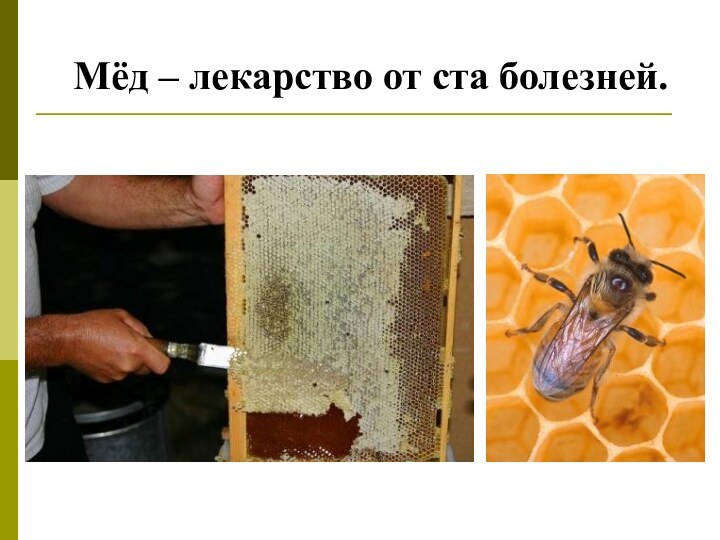 Мёд – лекарство от ста болезней.