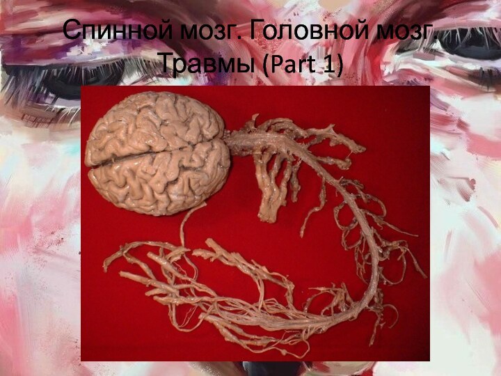 Спинной мозг. Головной мозг. Травмы (Part 1)