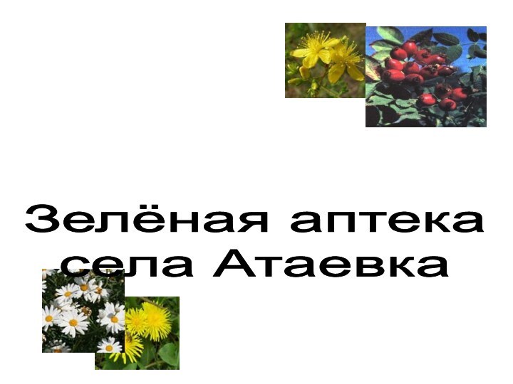 Зелёная аптека села Атаевка