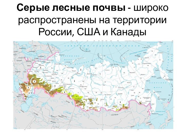 Серые лесные почвы - широко распространены на территории России, США и Канады