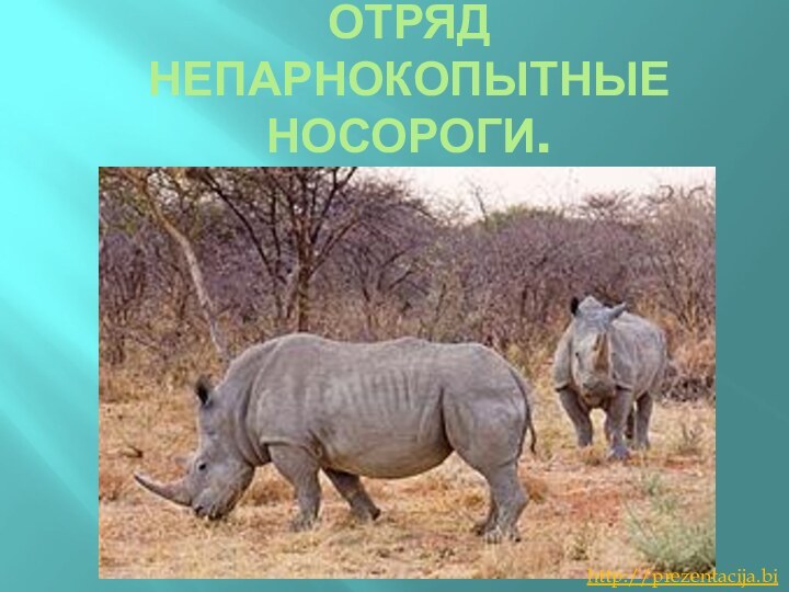 Отряд Непарнокопытные носороги.http://prezentacija.biz/
