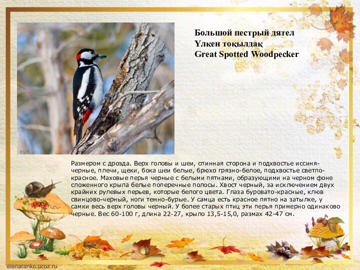 Большой пестрый дятел Үлкен тоқылдақ Great Spotted WoodpeckerРазмером с дрозда. Верх головы