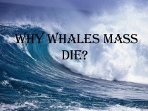 Why whales mass die?