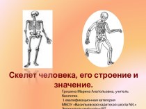 ​Скелет человека, его строение и значение