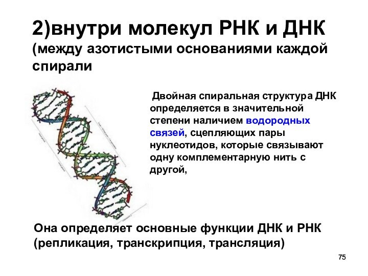2)внутри молекул РНК и ДНК (между азотистыми основаниями каждой спирали