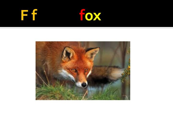 F f       fox