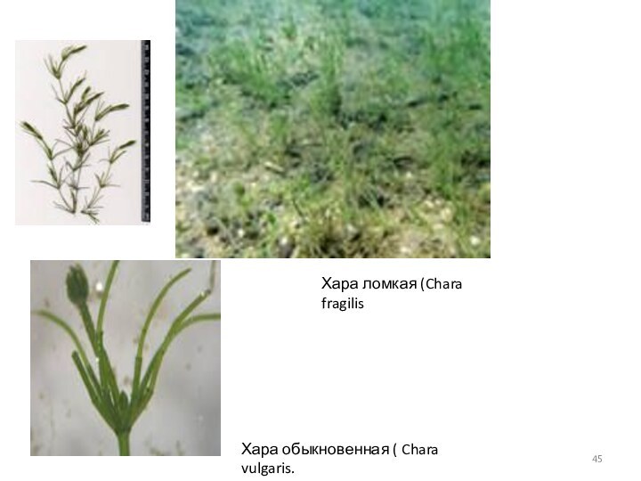 Хара обыкновенная ( Chara vulgaris.Хара ломкая (Chara fragilis