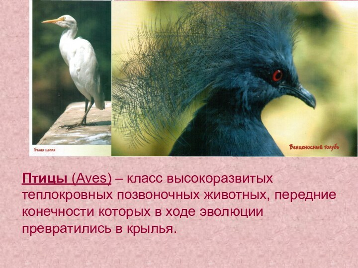 Птицы (Aves) – класс высокоразвитых теплокровных позвоночных животных, передние конечности которых в