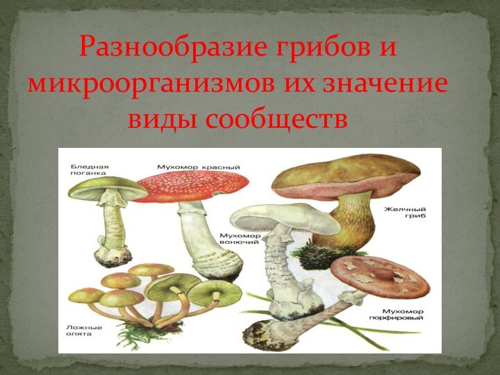 Разнообразие грибов и микроорганизмов их значение виды сообществ