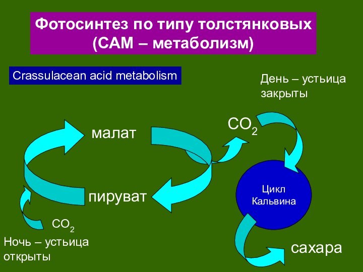 Фотосинтез по типу толстянковых(САМ – метаболизм)Crassulacean acid metabolismCO2малатпируватНочь – устьица открытыЦикл КальвинаCO2сахараДень – устьицазакрыты