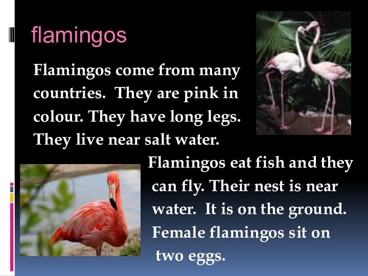 flamingosFlamingos come from many countries. They are pink incolour. They have long