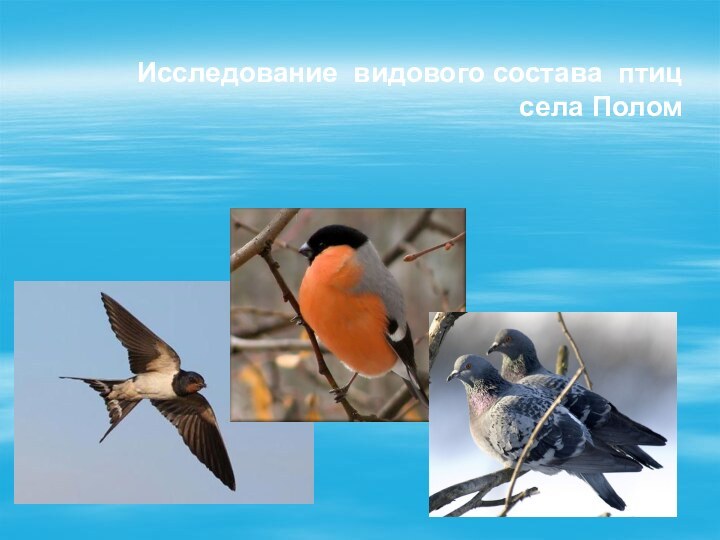 Исследование видового состава птиц  села Полом