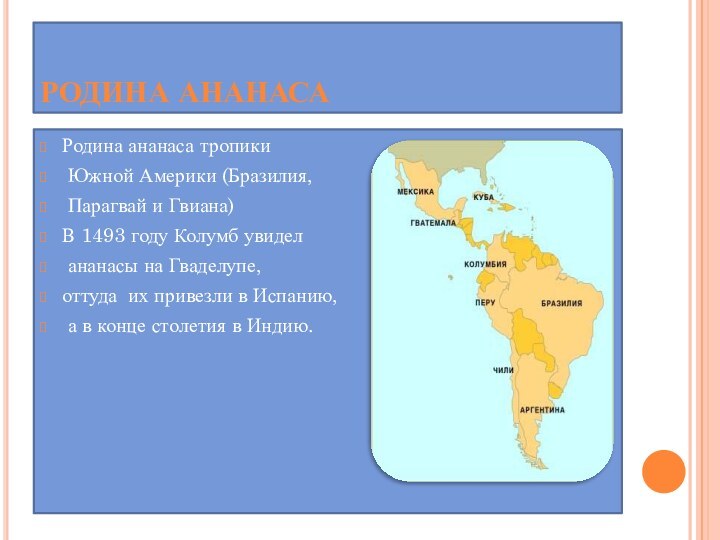 Родина ананасаРодина ананаса тропики Южной Америки (Бразилия, Парагвай и Гвиана)В 1493 году