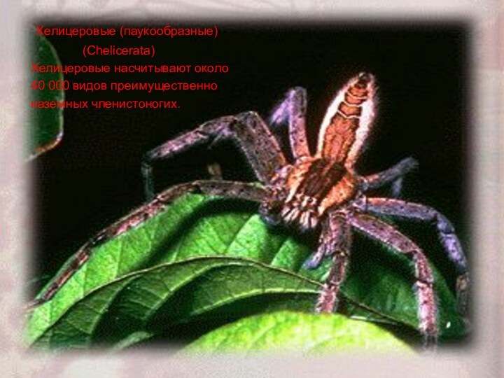Хелицеровые (паукообразные)        (Chelicerata)Хелицеровые насчитывают