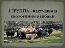 I ГРУППА - пастушьи и скотогонные собаки