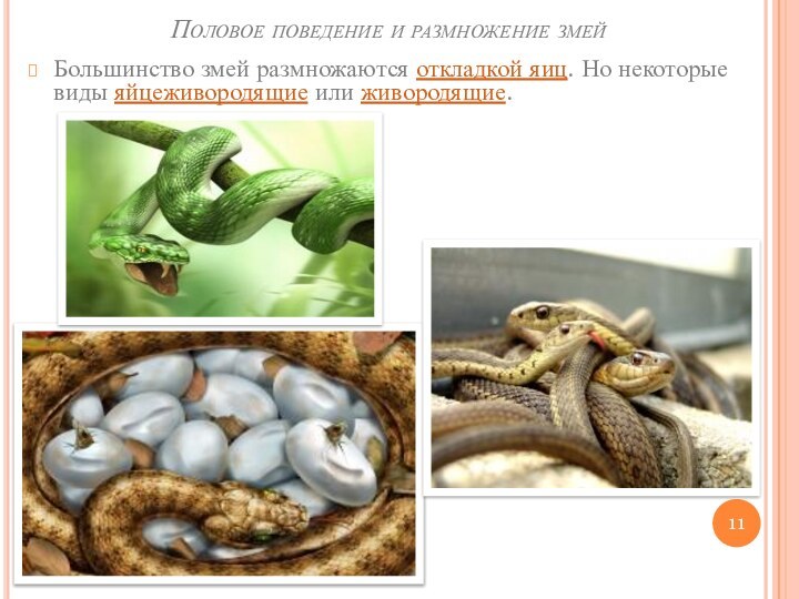 Половое поведение и размножение змейБольшинство змей размножаются откладкой яиц. Но некоторые виды яйцеживородящие или живородящие.