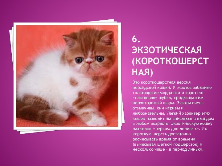 6. Экзотическая (короткошерстная)Это короткошерстная версия персидской кошки. У экзотов забавные толстощекие мордашки