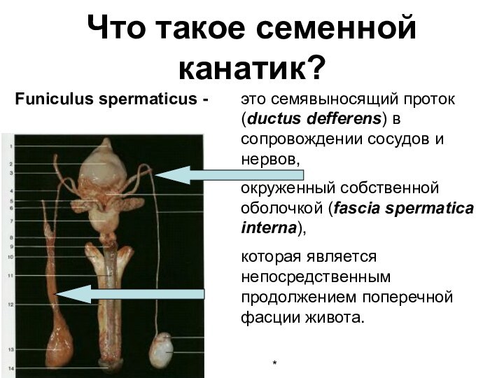 Что такое семенной канатик?Funiculus spermaticus - это семявыносящий проток (ductus defferens)