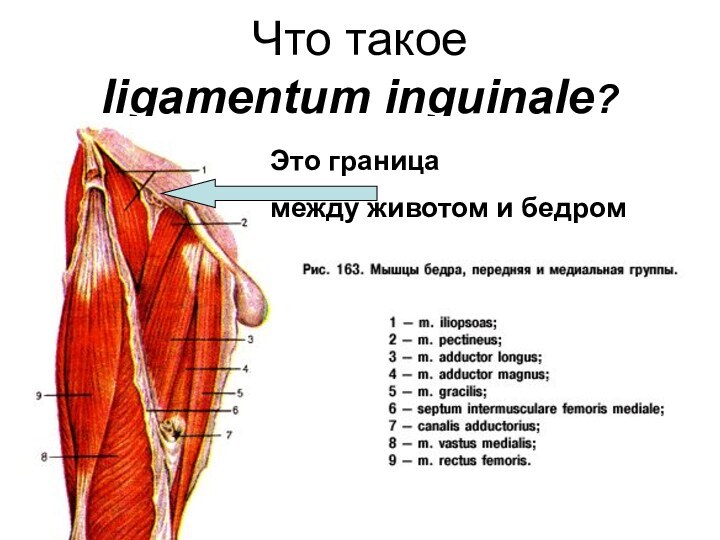 Что такое  ligamentum inguinale?Это граница между животом и бедром