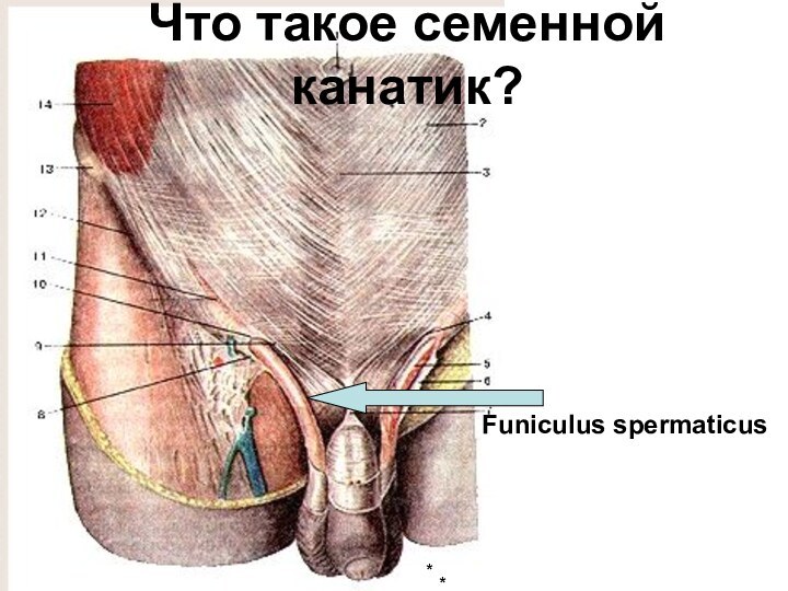 Funiculus spermaticus Что такое семенной канатик?**