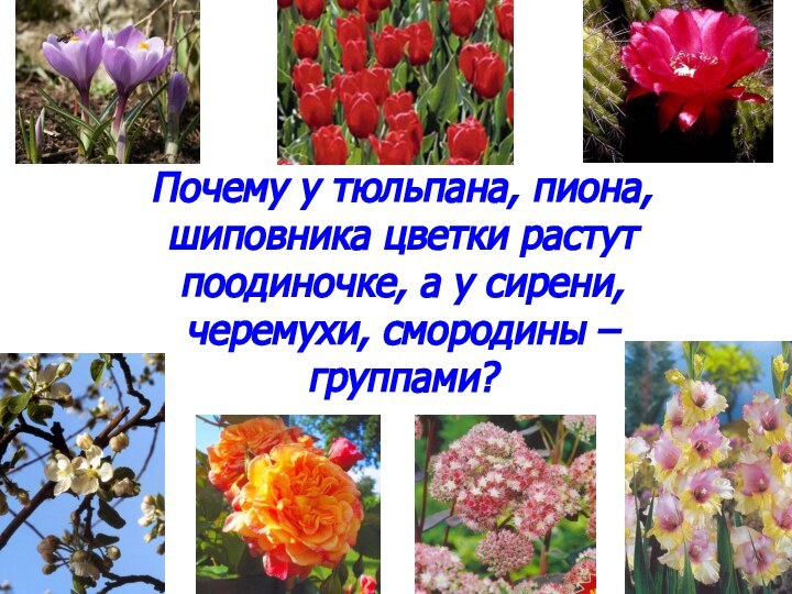 Почему у тюльпана, пиона, шиповника цветки растут поодиночке, а у сирени, черемухи, смородины – группами?