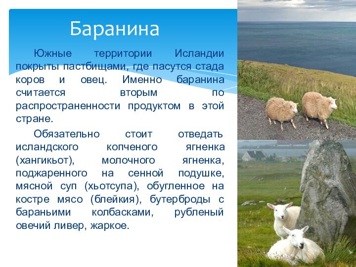 Южные территории Исландии покрыты пастбищами, где пасутся стада коров и овец. Именно