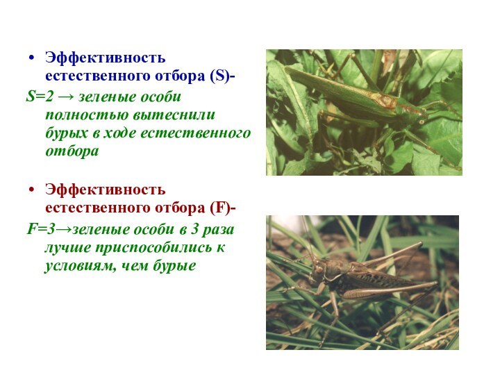 Эффективность естественного отбора (S)-S=2 → зеленые особи полностью вытеснили бурых в ходе