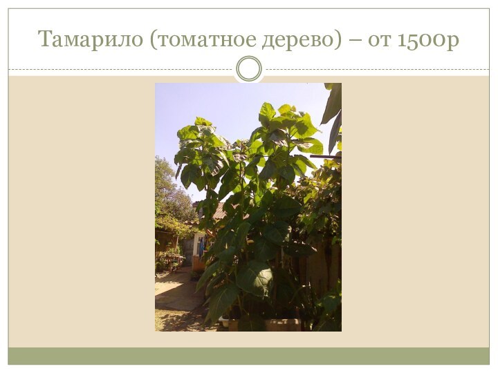 Тамарило (томатное дерево) – от 1500р