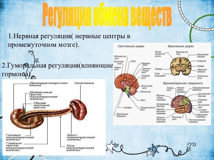 Регуляция обмена веществ1.Нервная регуляция( нервные центры в промежуточном мозге).2.Гуморальная регуляция(влияющие гормоны)