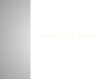 Animals of russia