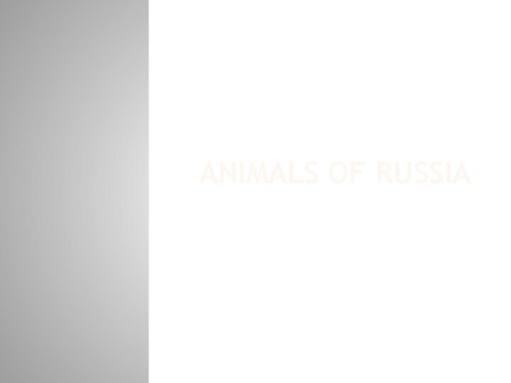 Animals Of Russia