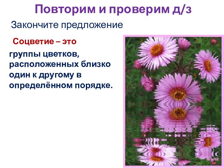 Повторим и проверим д/зЗакончите предложениеСоцветие – это …группы цветков, расположенных близко один