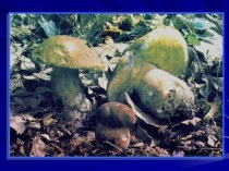 Паразитические грибы