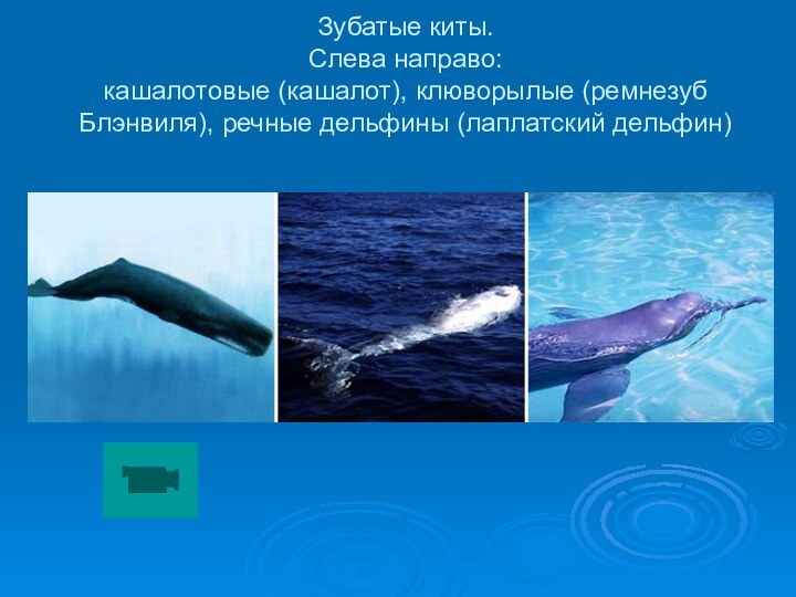 Зубатые киты.  Слева направо:  кашалотовые (кашалот), клюворылые (ремнезуб Блэнвиля), речные дельфины (лаплатский дельфин)