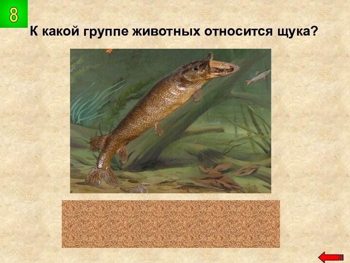 К какой группе животных относится щука? рыбы8