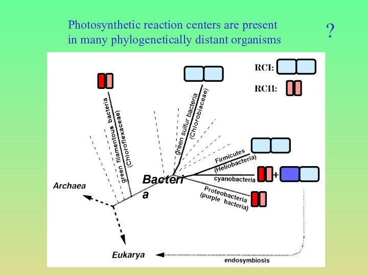 BacteriaPhotosynthetic reaction centers are present in many phylogenetically distant organisms?