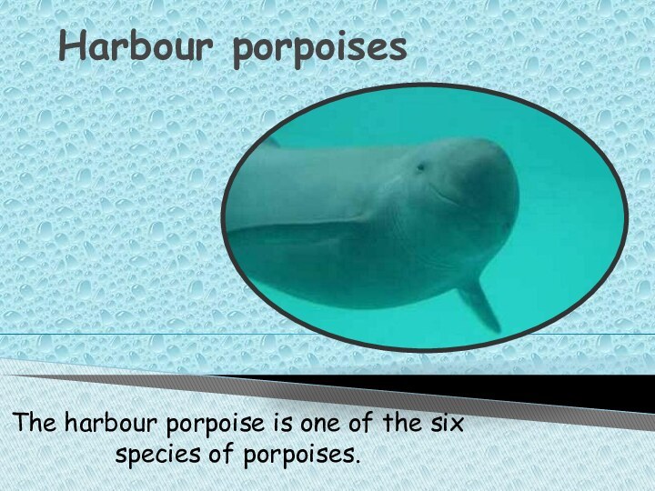 Harbour porpoisesThe harbour porpoise is one of the six species of porpoises.