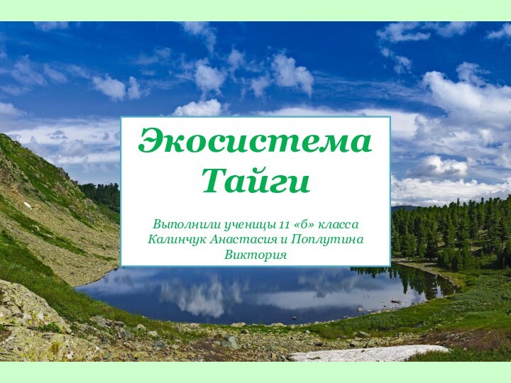Экосистема Тайги  Выполнили ученицы 11 «б» класса  Калинчук Анастасия и Поплутина Виктория