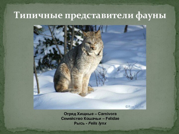 Типичные представители фауныОтряд Хищные – CarnivoraСемейство Кошачьи – FelidaeРысь - Felis lynx
