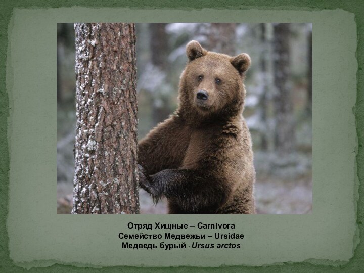 Отряд Хищные – CarnivoraСемейство Медвежьи – UrsidaeМедведь бурый - Ursus arctos