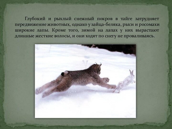 Глубокий и рыхлый снежный покров в тайге затрудняет передвижение животных, однако у