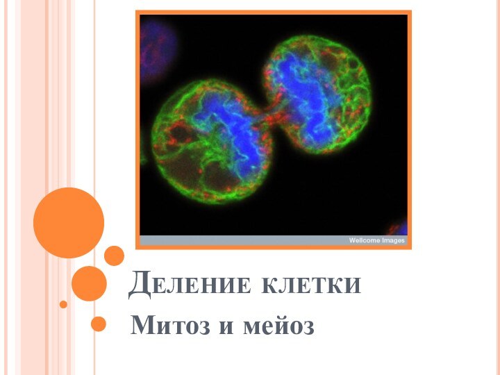 Деление клеткиМитоз и мейоз