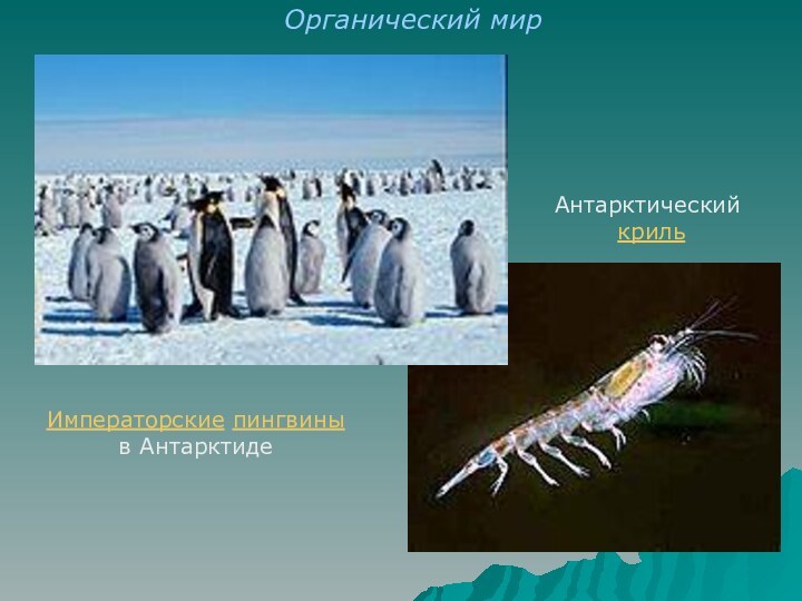 Императорские пингвины в АнтарктидеАнтарктический криль Органический мир