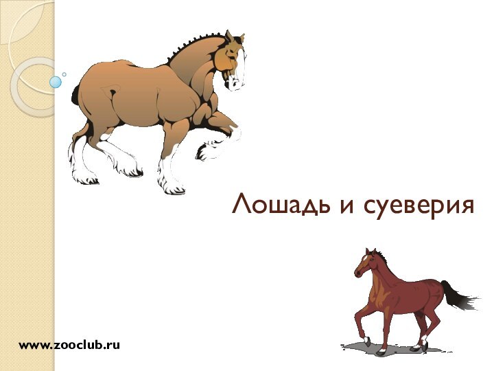 Лошадь и суеверияwww.zooclub.ru