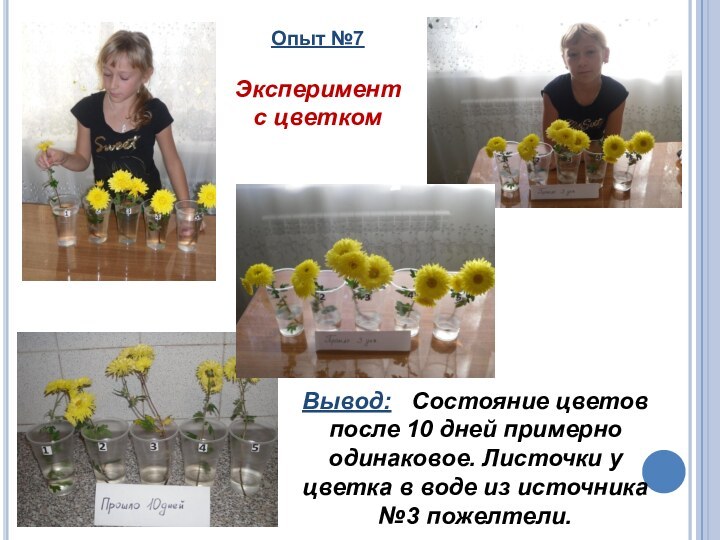 Опыт №7Эксперимент с цветкомВывод:  Состояние цветов после 10 дней примерно одинаковое.