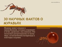 30 научных фактов о муравьях
