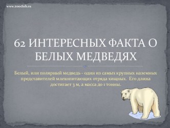 62 интересных факта о белых медведях